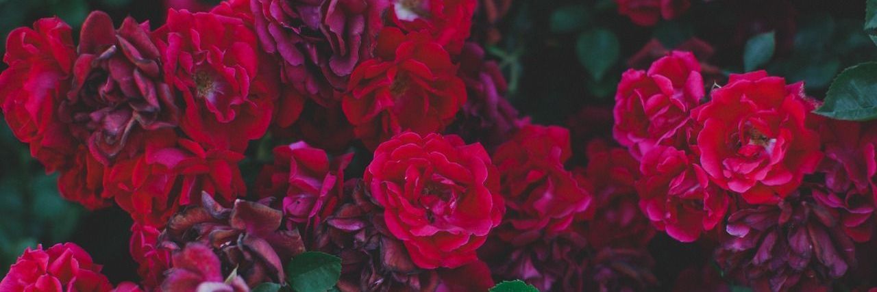 Alynn_Ac's profile banner image