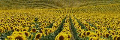 Sunflower27R's profile banner image