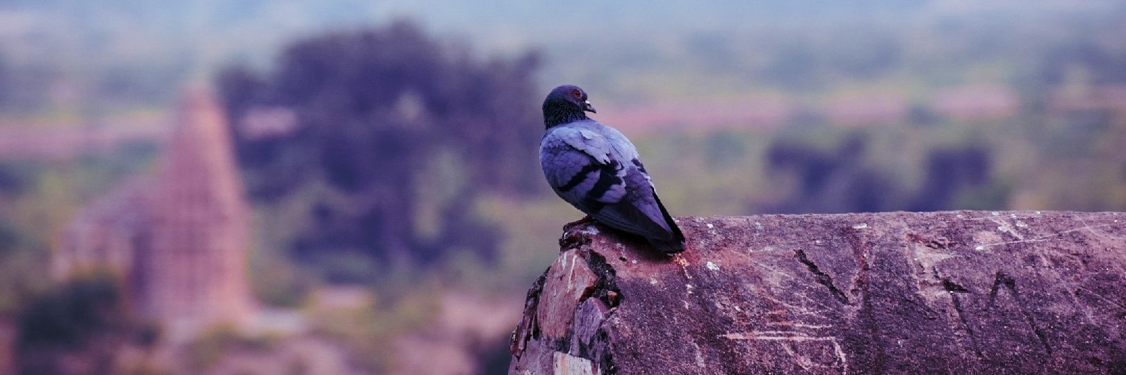 the_chatterjee1's profile banner image