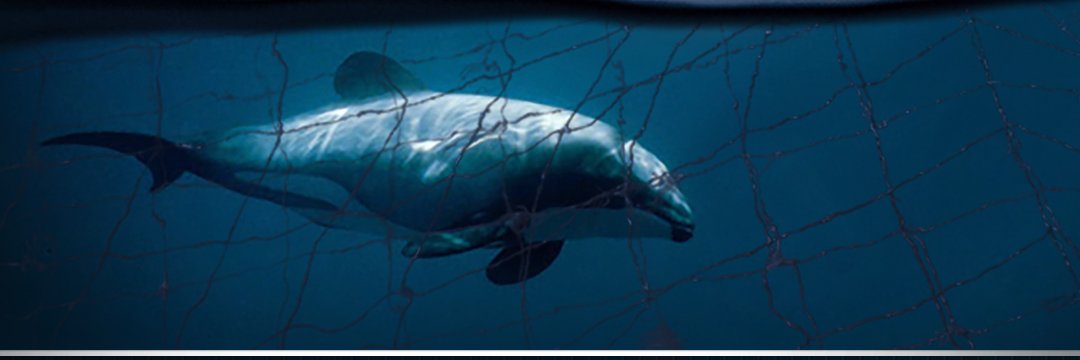 SeaShepherdNZ's profile banner image