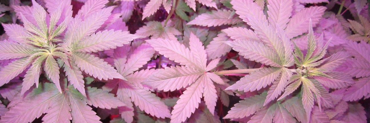 Hatchy420's profile banner image