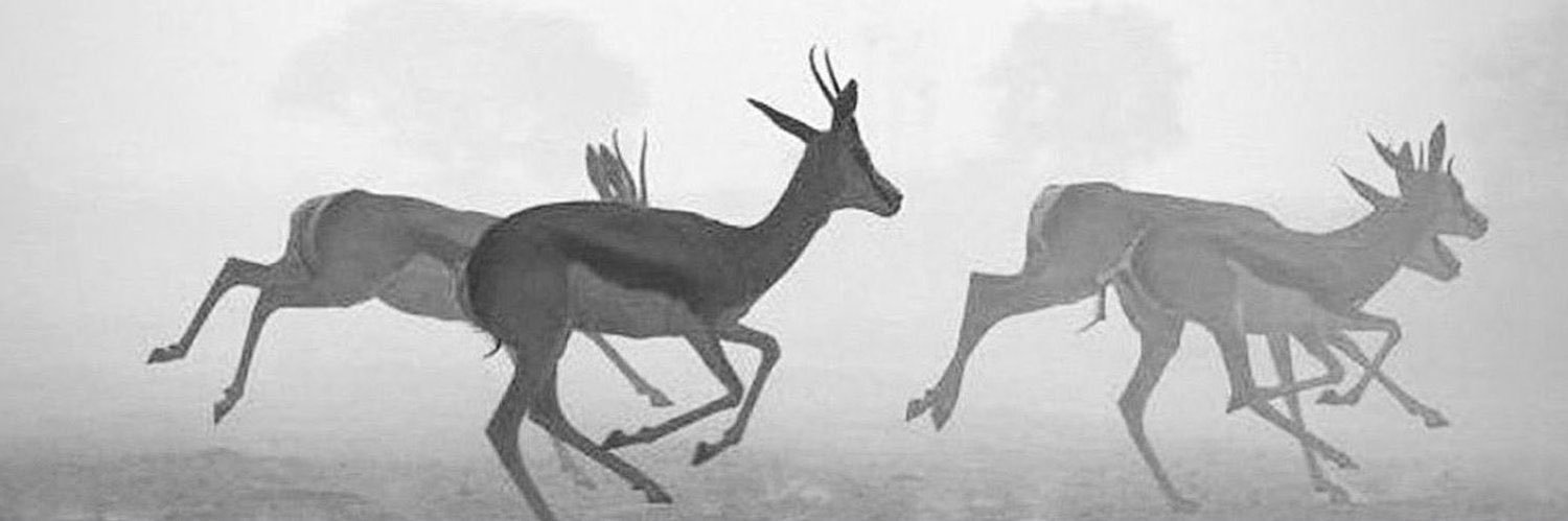 hbfalmannai's profile banner image