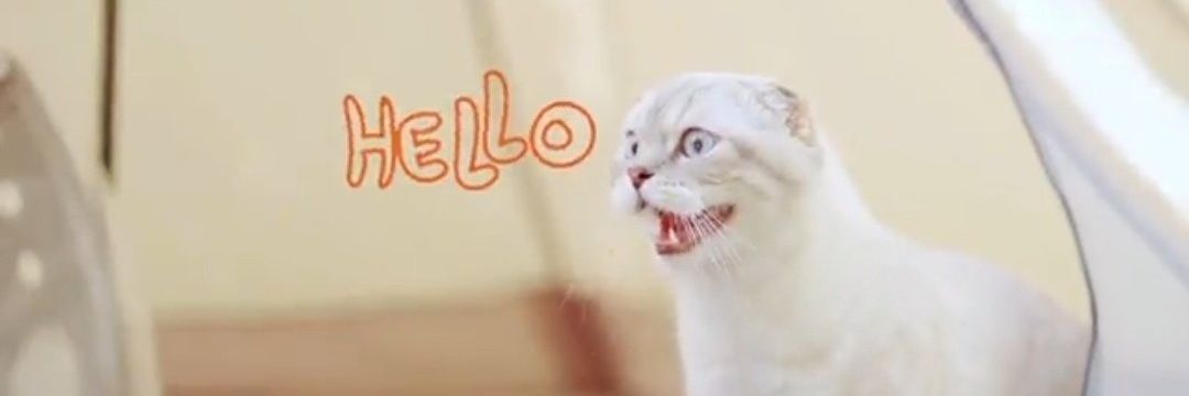 CatKidKitten's profile banner image