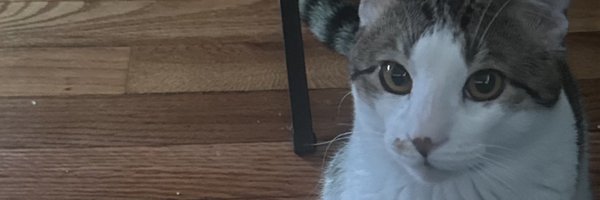 Cambdiff Profile Banner