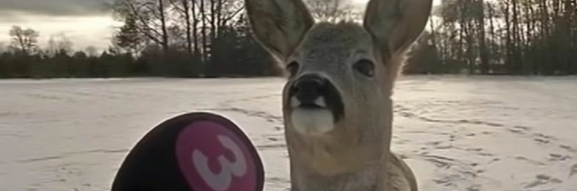 cheeringnutella's profile banner image