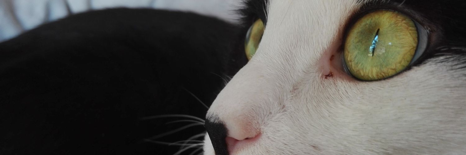 CristofoliAlice's profile banner image