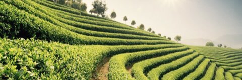 TheBigTeaCo's profile banner image