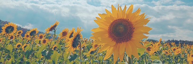 olareree's profile banner image