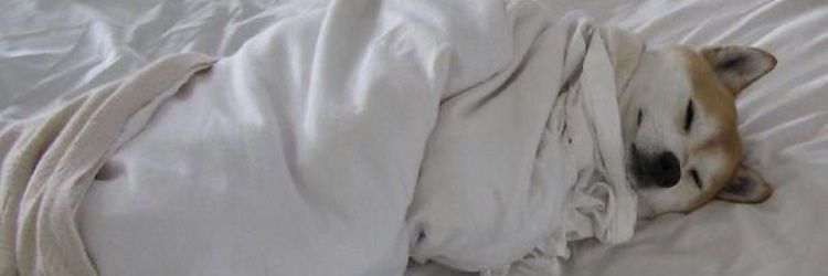 Binguerz's profile banner image