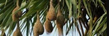 தூக்கணாங்குருவி Pássaro tecelão banner