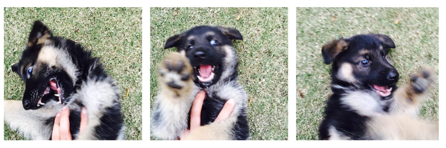 Rohit 🇮🇳 banner