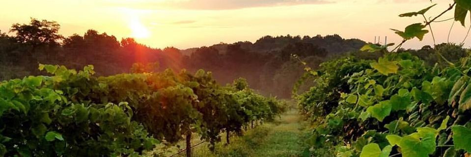 MtPleasantWine's profile banner image