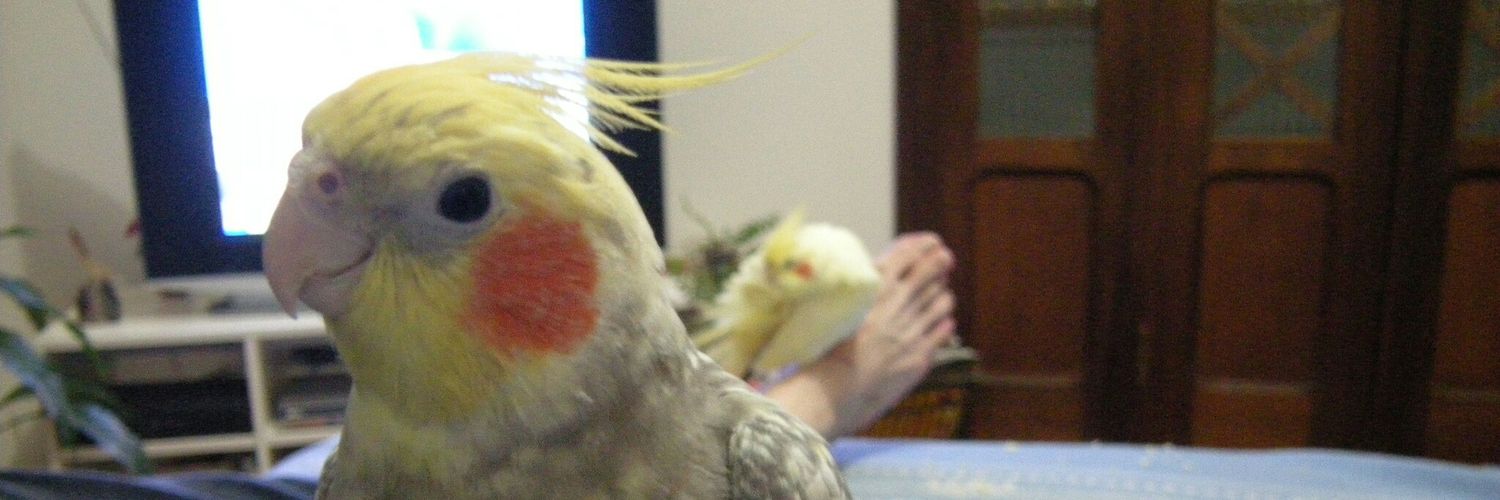 JRiSans's profile banner image