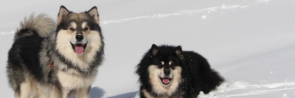 bbommel Profile Banner