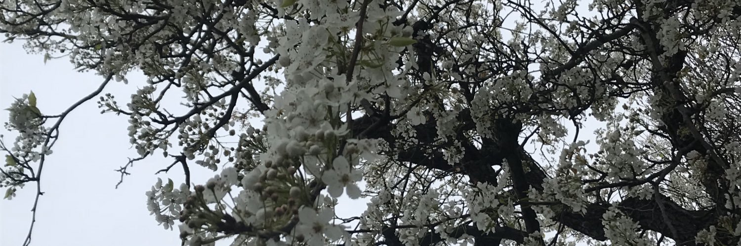 domingation's profile banner image