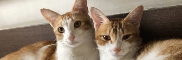 thoughtssurreal's profile banner image