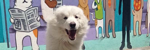 pagolamx Profile Banner