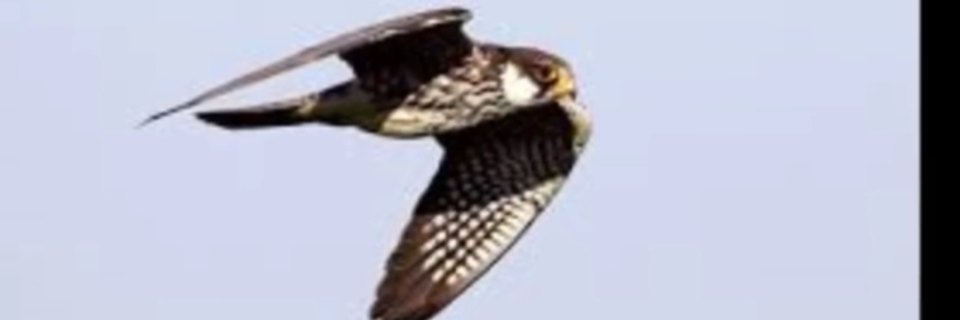 صقر السعوديه banner