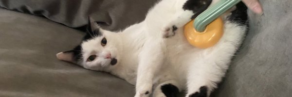 bean_truther Profile Banner