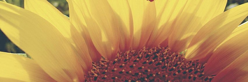 _marcellamy's profile banner image