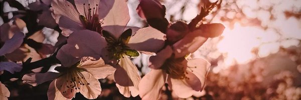 Biancanevermind Profile Banner