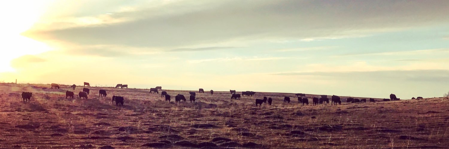 halleybecking's profile banner image