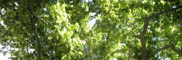 jessalevine Profile Banner