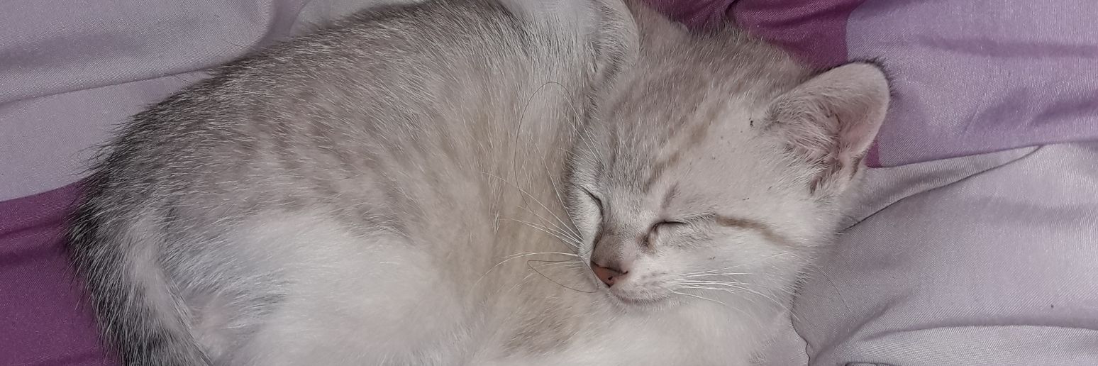 CindyCaby's profile banner image