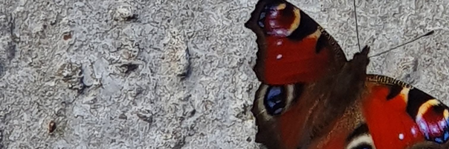 HannahKettleton's profile banner image