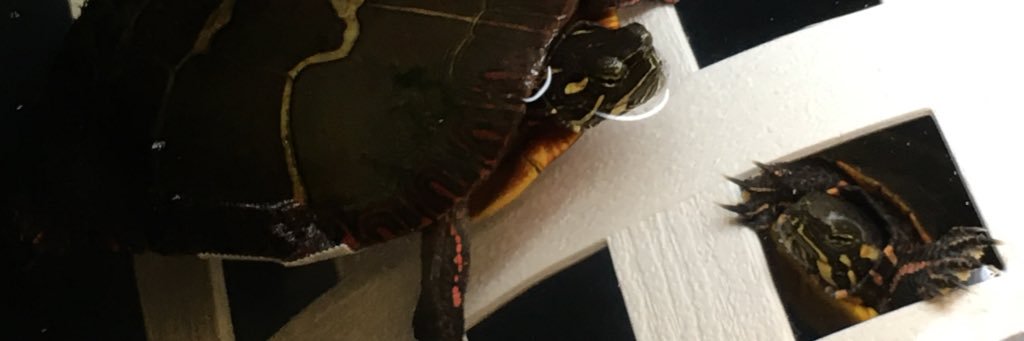 leannie368's profile banner image