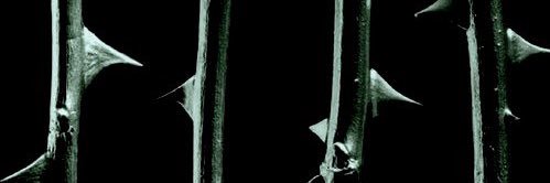 Megvn666's profile banner image