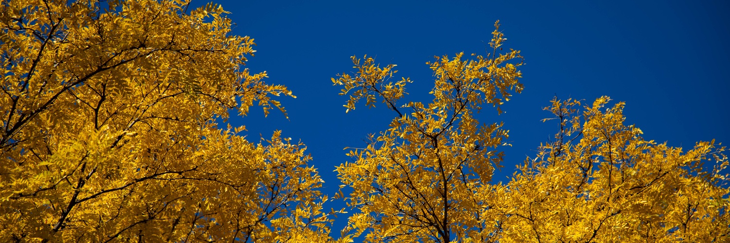 Harvard Divinity banner