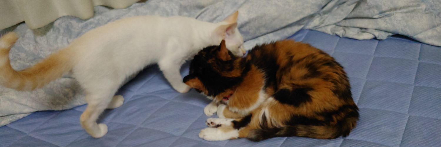 nekomesi2's profile banner image