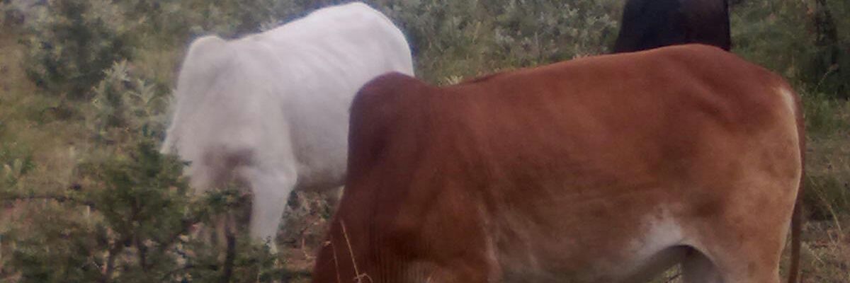 Pparkire's profile banner image