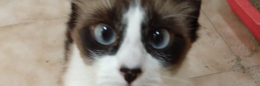 Manulera's profile banner image