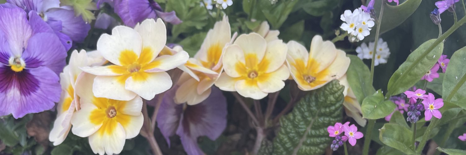 amyslyrics's profile banner image