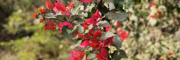 Vidhya__N Profile Banner