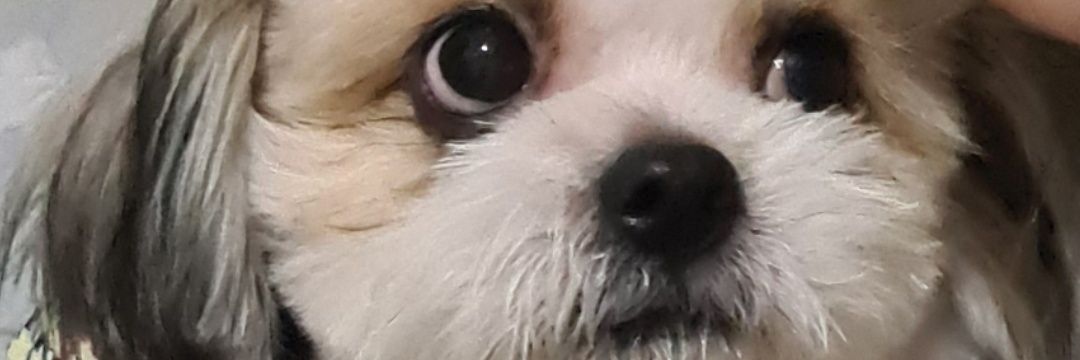 leanbaccay's profile banner image