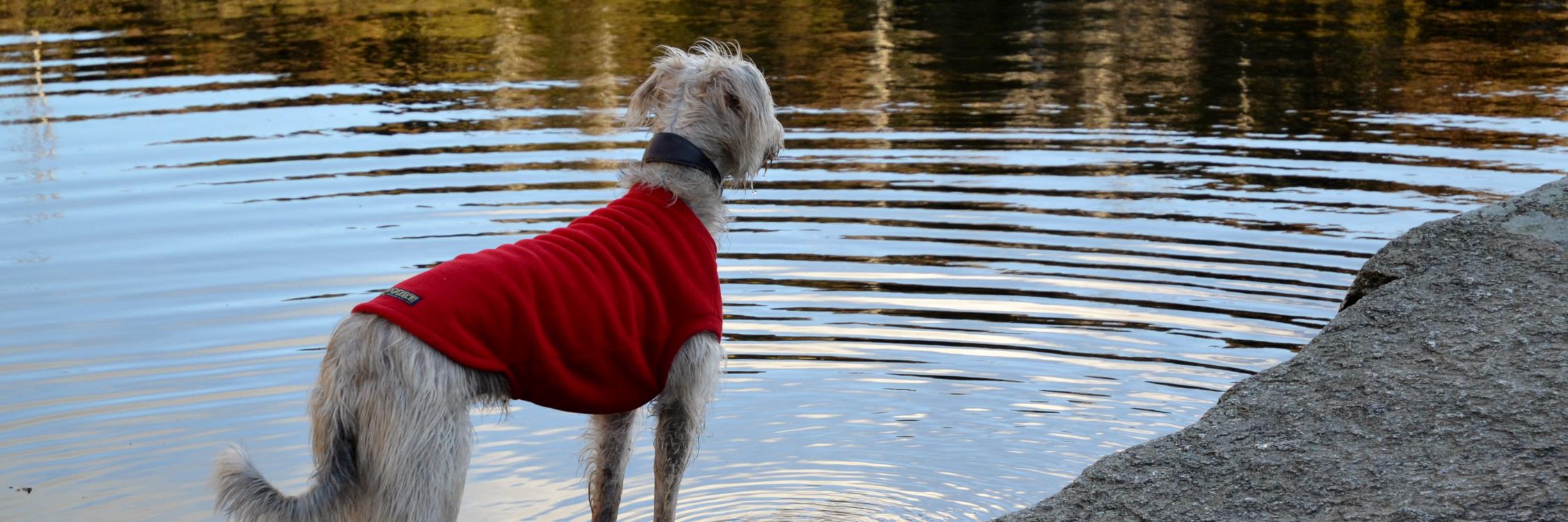 DogCoatsJumpersSuits banner