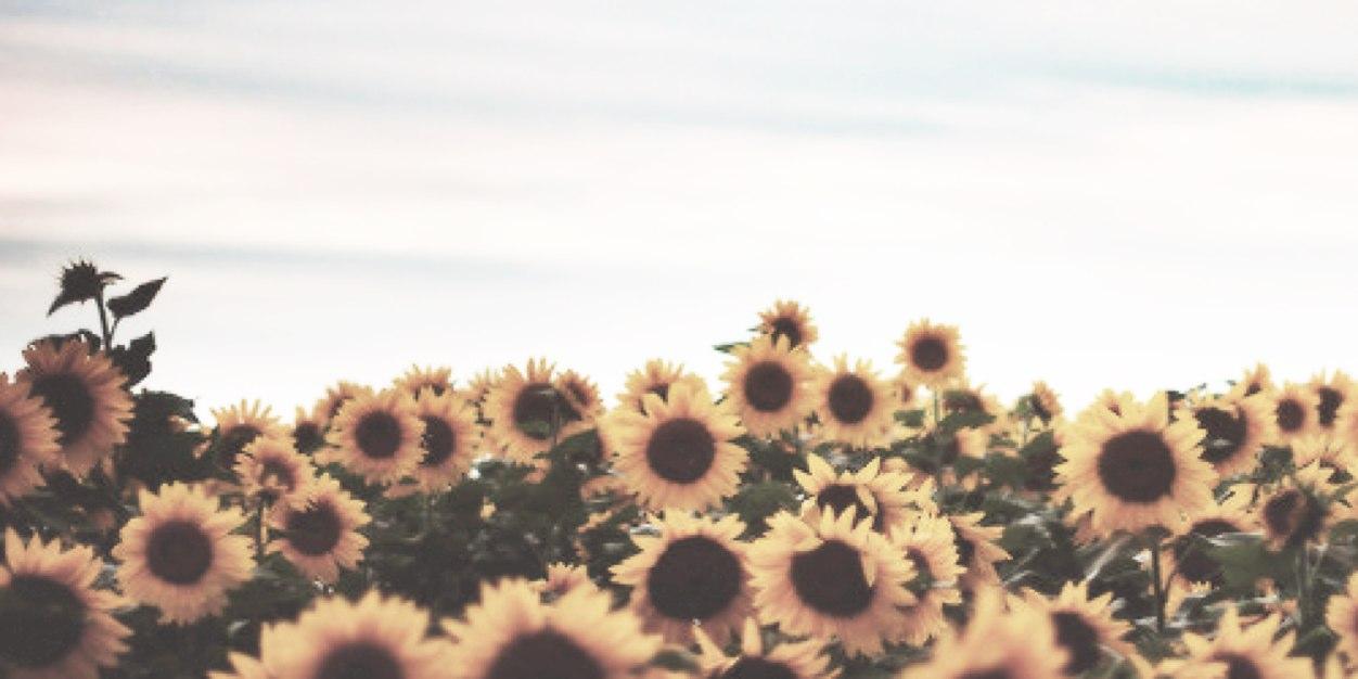 Steffa_k's profile banner image