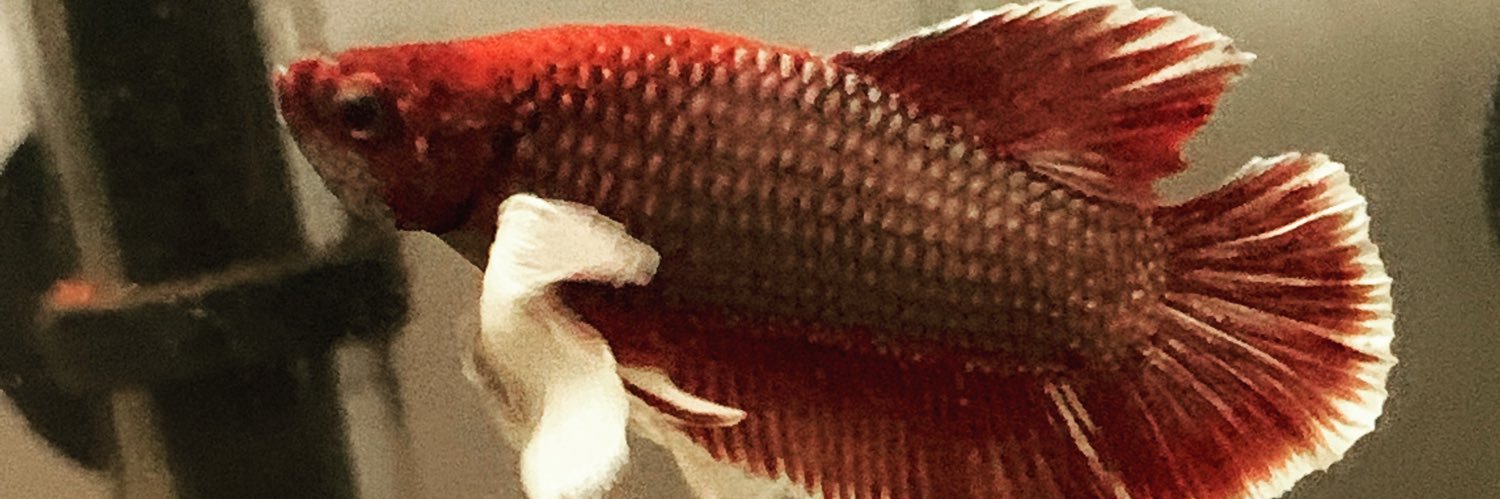 DavidYesparvar's profile banner image