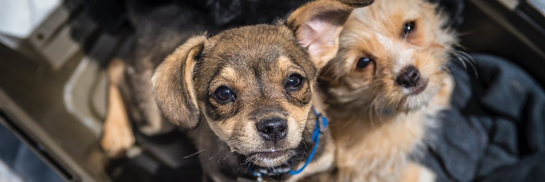DogCoPilotInc's profile banner image