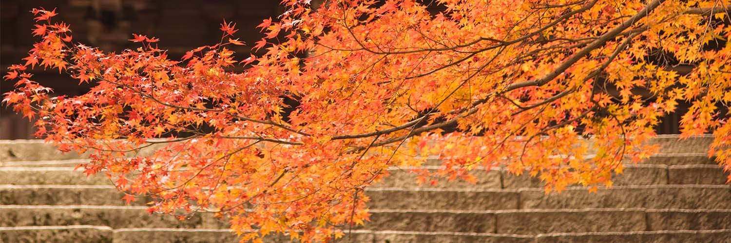 hanecci's profile banner image