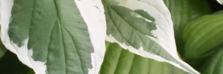 RussellBloom125's profile banner image