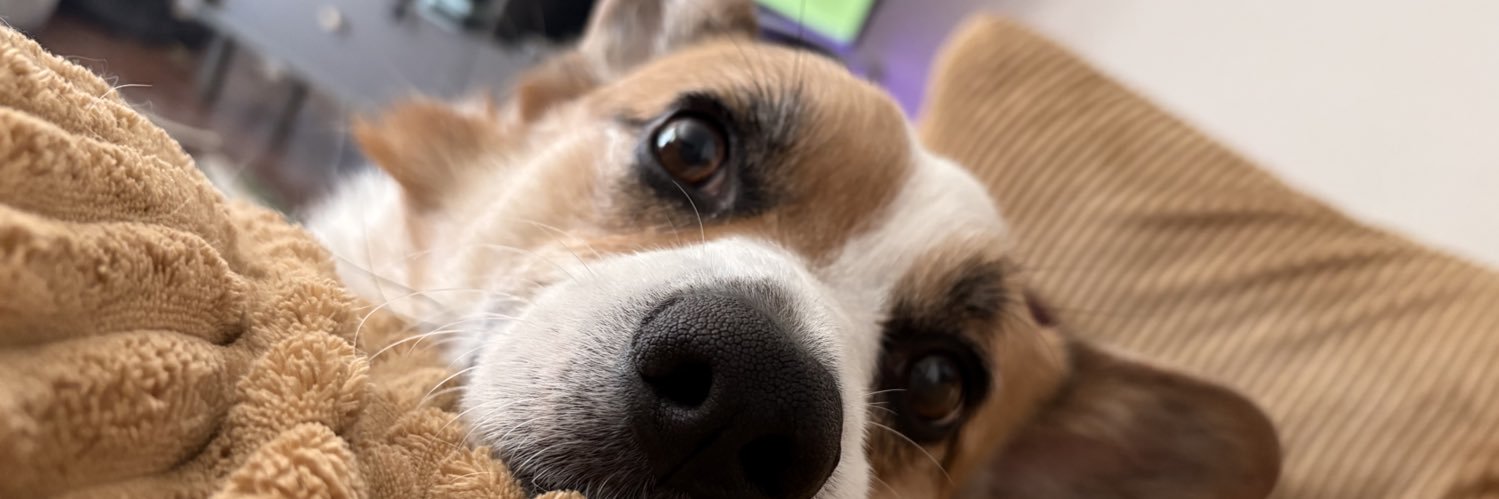 Gingey_Snapz's profile banner image