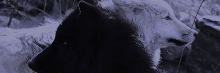 ataboi's profile banner image