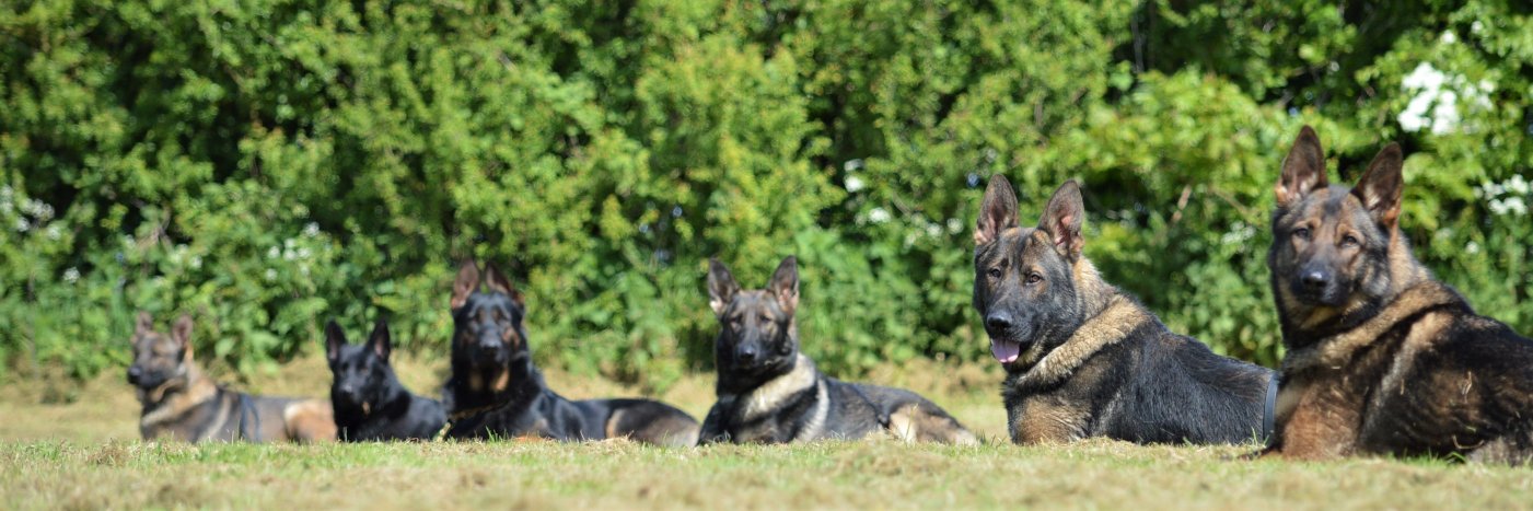 K9Protectoruk's profile banner image