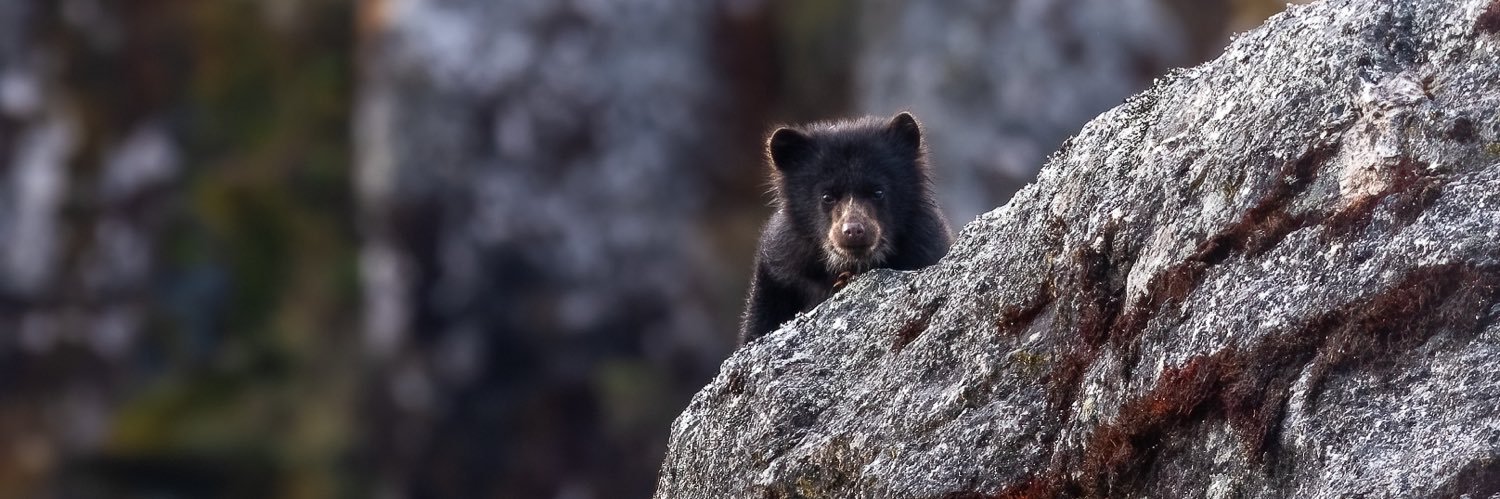 Eduardo La Rotta banner