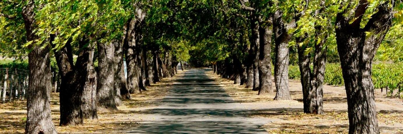 winejennifer's profile banner image