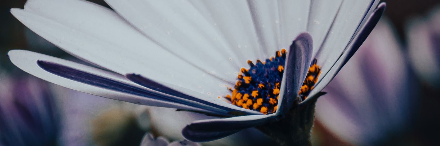 marroce's profile banner image